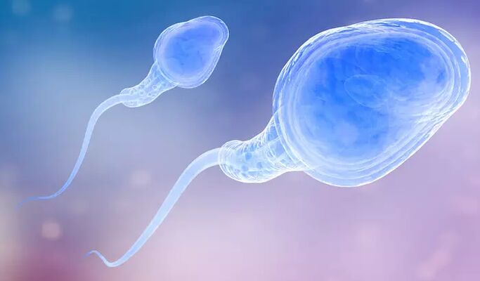 Сперма может присутствовать у мужчин перед семяизвержением
